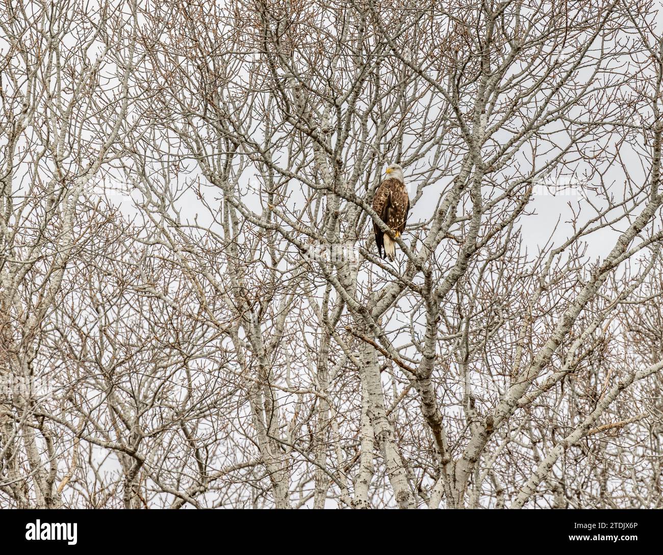 Großer Weißkopfseeadler in einem Baum an einem kalten Wintertag Stockfoto