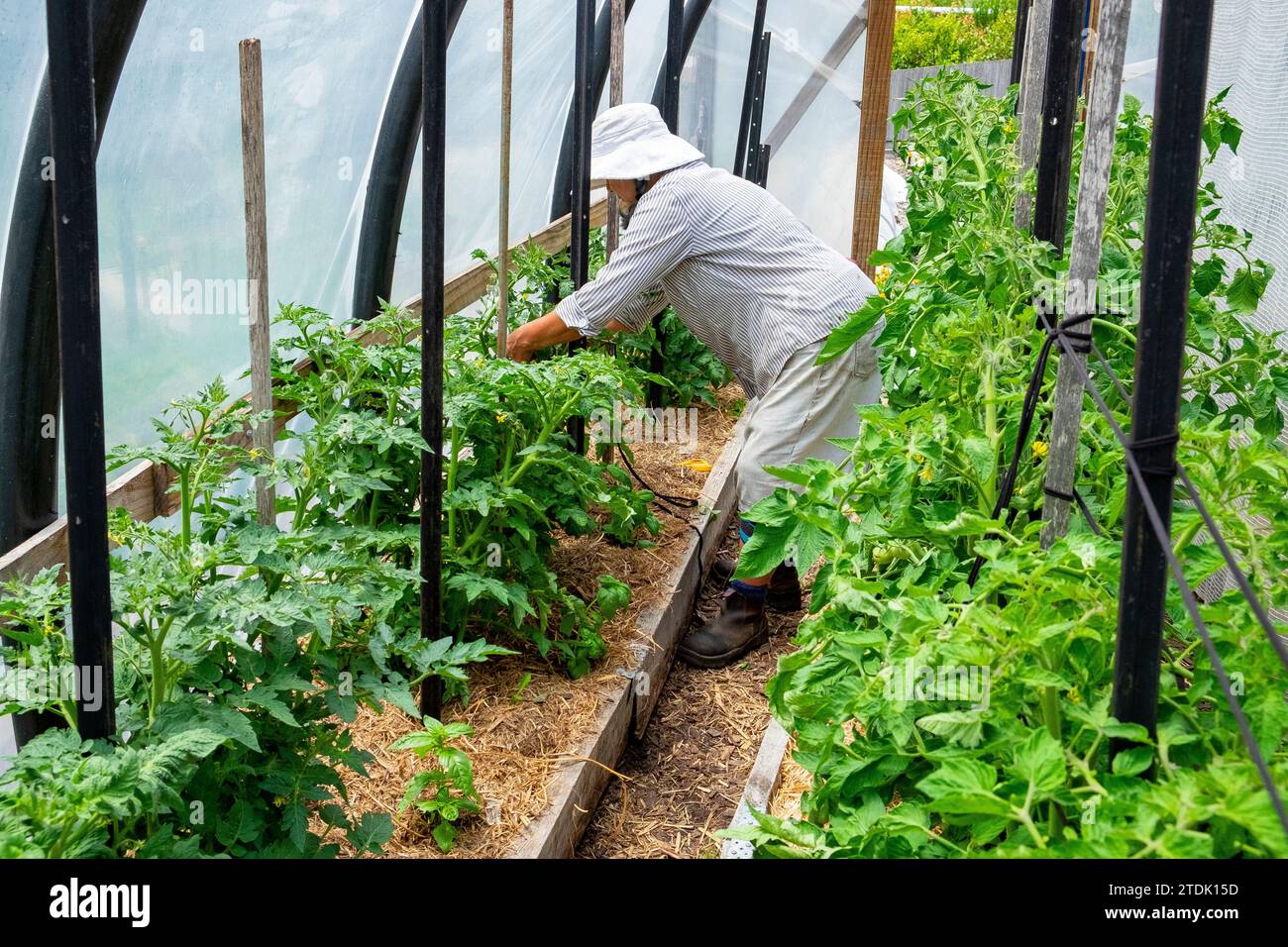 Bio-Gärtner binden gesunde, kräftige Tomatenpflanzen mit weichen Stoffbindern in einem Basketballtunnel an Stangen Stockfoto