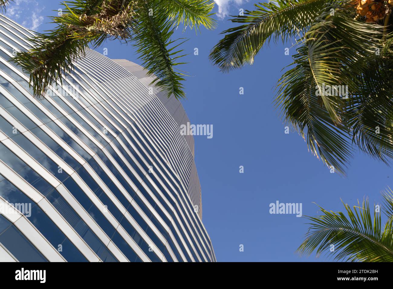 Wolkenkratzer und Palmen, Miami, Florida, USA Stockfoto