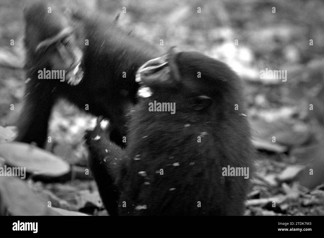 Jungtiere von Haubenmakaken (Macaca nigra) haben soziale Aktivität, indem sie physische Kontakte auf dem Boden im Tangkoko-Wald in Nord-Sulawesi, Indonesien führen. Ein forschungsartikel von Nia Parry-Howells, der im Mai 2023 vom International Journal of Primatology veröffentlicht wurde, zeigte, dass Haubenmakaken mit hoher „Soziabilität“ und „Dominanz“-Bedingung höchstwahrscheinlich die Individuen sind, die sich im „Wohlbefinden“-Zustand befinden. Die Forschung, obwohl sie im Zoo durchgeführt wurde, bestätigte die Existenz eines gleichen Musters, das den Individuen in der Wildnis vorkommt, wo soziale... Stockfoto