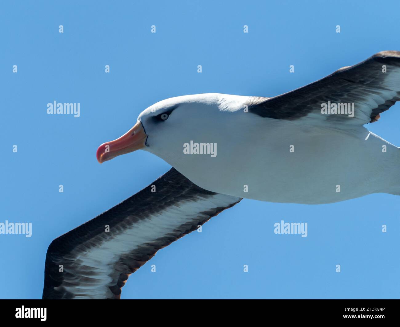 Schwarzbrauenalbatros von Campbell, Thalassarche melanophris impavida, vor den subantarktischen Inseln Neuseelands Stockfoto