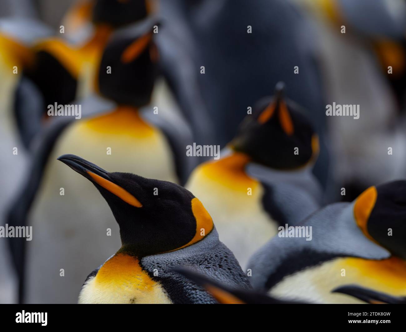 King Pinguin, Aptenodytes patagonicus, am Strand Macquarie Island, Australien Stockfoto