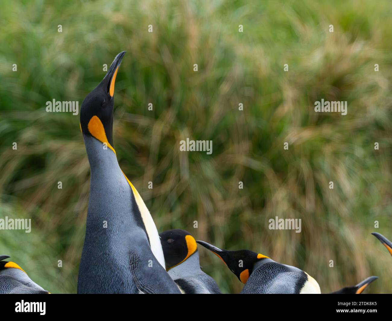 King Pinguin, Aptenodytes patagonicus, am Strand Macquarie Island, Australien Stockfoto