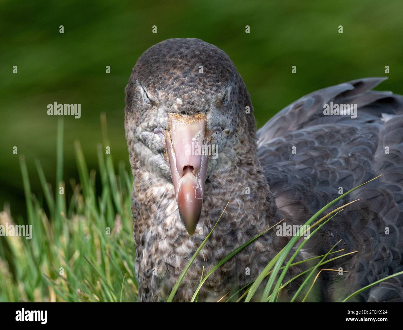 Nördliches Riesensturmtier Macronectes halli nistet auf Macquarie Island Australien 2023 Stockfoto