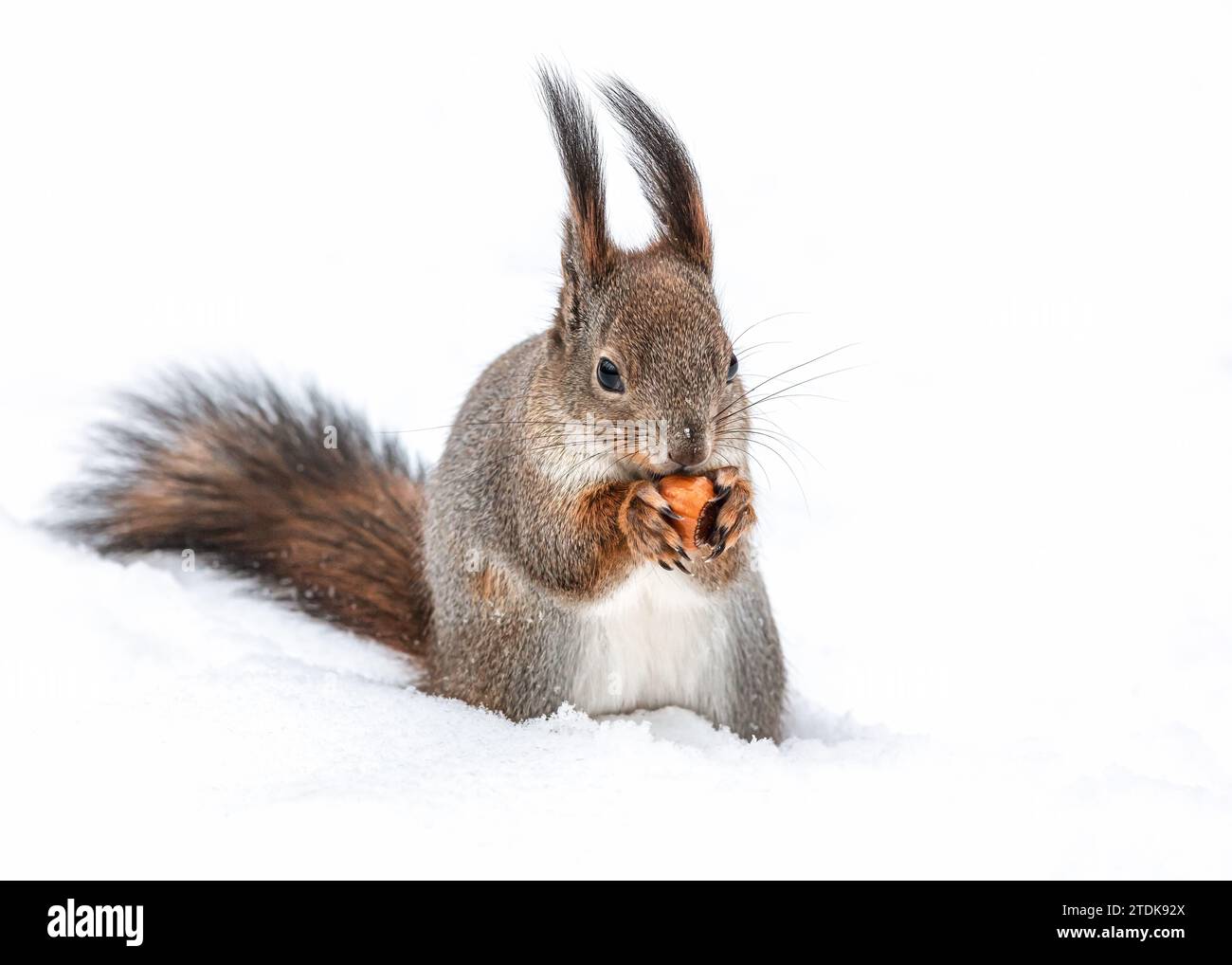 Eichhörnchen steht auf weißem Schnee im Winterpark und isst Haselnuss. Stockfoto