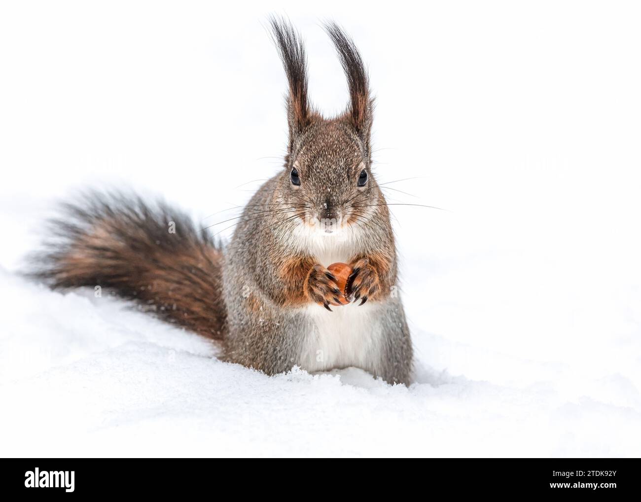 Rotes Eichhörnchen sitzt im tiefen Schnee mit Nuss in den Pfoten. Nahansicht. Stockfoto