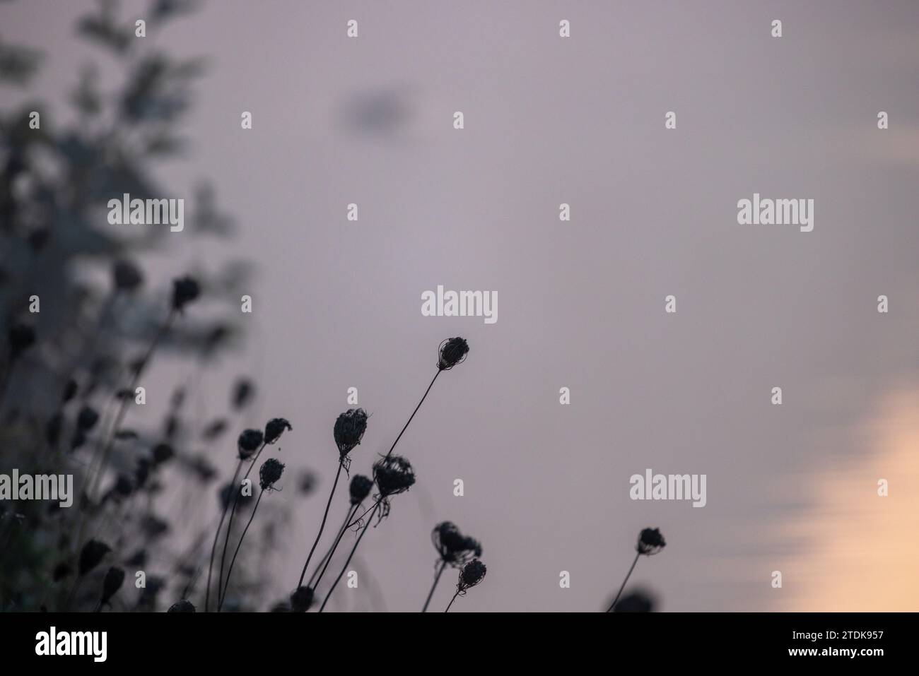 Dieses Bild ist durchdrungen von dem ruhigen Drama der Dämmerung, mit den Silhouetten von Wildblumen vor einem stimmungsvollen, entsättigten Himmel. Die zarten Formen der Blüten stehen in scharfem Kontrast zum weichen, verschwommenen Hintergrund, wo das verblassende Licht nur einen Hauch des letzten Glanzes des Tages bietet. Die dezente Farbpalette betont die Stille am Ende des Tages und die Komposition lädt zum Nachdenken über den Übergang des Tages in die Ruhe der kommenden Nacht ein. Monochrom Twilight: Wildblumen gegen einen Moody Sky. Hochwertige Fotos Stockfoto