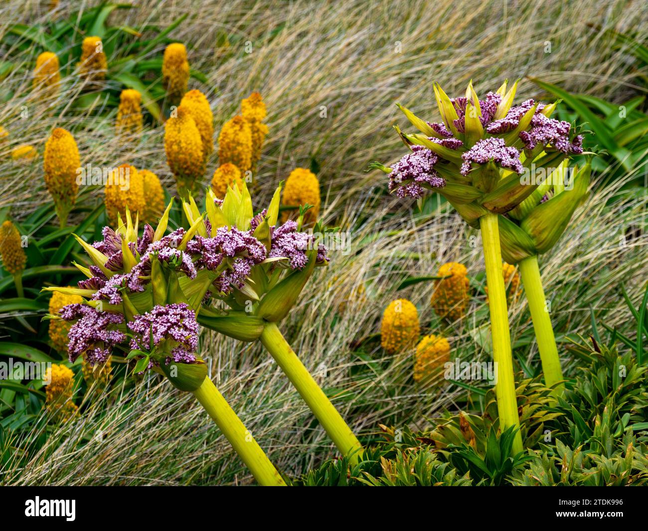 Ross Lilly, Bulbinella rossii und Campbell Karotte, Anisotome latifolia, Megaherb, der auf Enderby Island, Auckland Islands, subantarktischem Neuseelan wächst Stockfoto