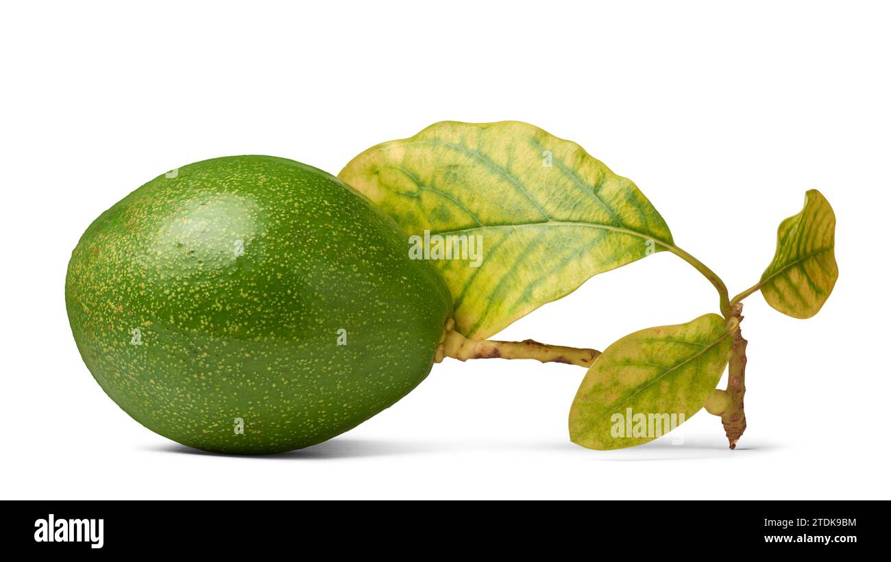 Dunkelgrüne Haut Avocado mit Blättern, alias Alligatorbirne oder Butterfrucht, nahrhafte frische Früchte für cremige Textur, milden Geschmack und zahlreiche Stockfoto