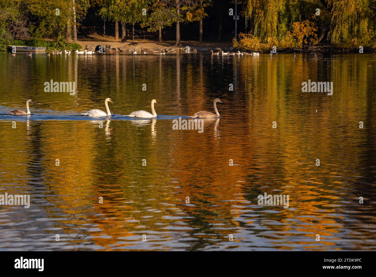 Puigcerdà Teich im Herbst mit Farbwechsel in den Bäumen (Cerdanya, Girona, Katalonien, Spanien, Pyrenäen) ESP: Lago de Puigcerdà en otoño (Gerona) Stockfoto