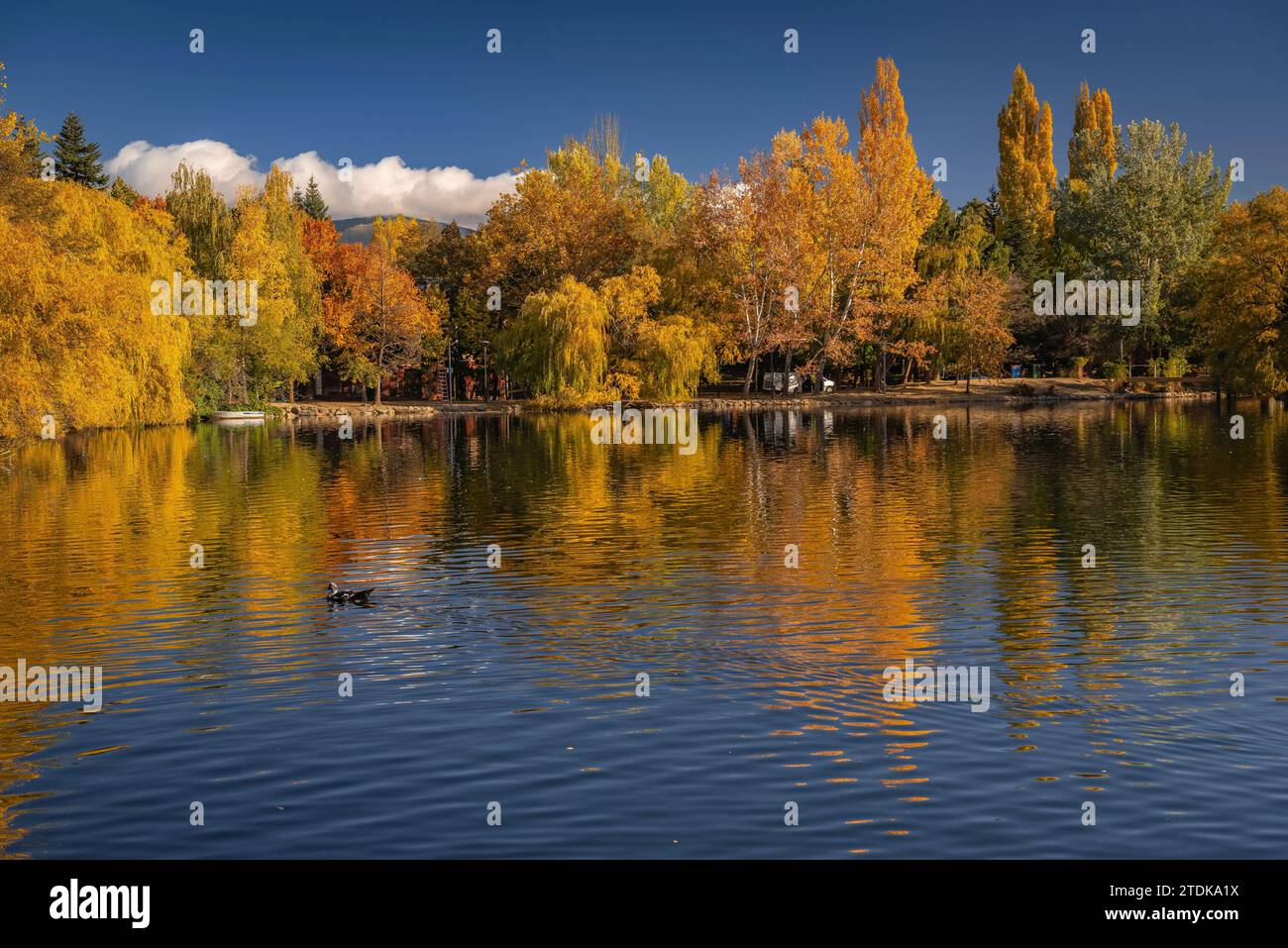 Puigcerdà Teich im Herbst mit Farbwechsel in den Bäumen (Cerdanya, Girona, Katalonien, Spanien, Pyrenäen) ESP: Lago de Puigcerdà en otoño (Gerona) Stockfoto