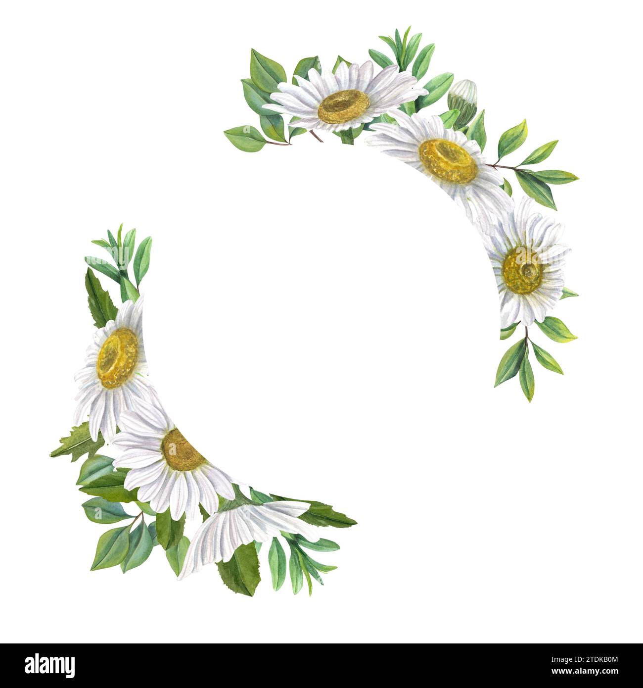 Kranz mit weißen Kamillenblüten und grünen Blättern. Wiesenpflanzen, Blumen. Komposition mit Kopierraum für Text. Aquarellabbildung Stockfoto