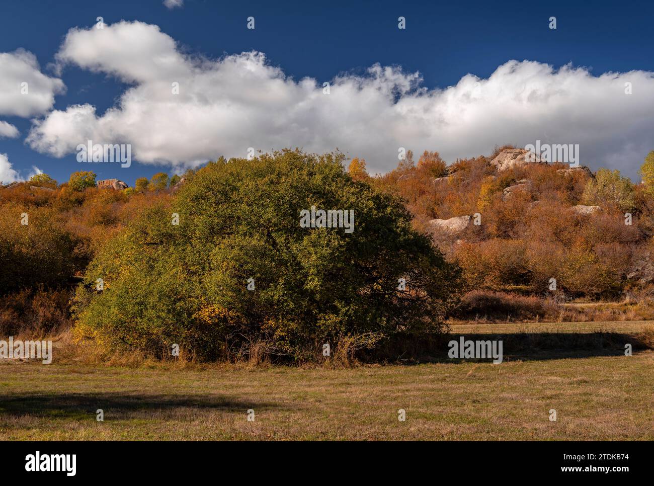 Targasonne Chaos, gebildet von Felsblöcken im Wald mit herbstlichen Farben (Haute Cerdagne, Pyrénées-Orientales, Okzitanien, Frankreich) Stockfoto