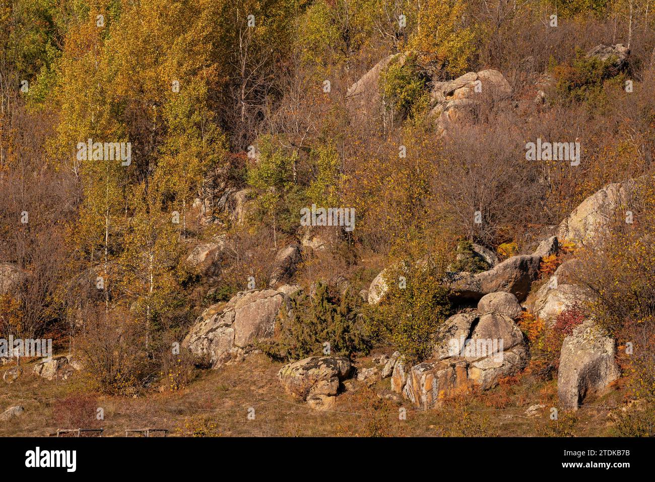 Targasonne Chaos, gebildet von Felsblöcken im Wald mit herbstlichen Farben (Haute Cerdagne, Pyrénées-Orientales, Okzitanien, Frankreich) Stockfoto