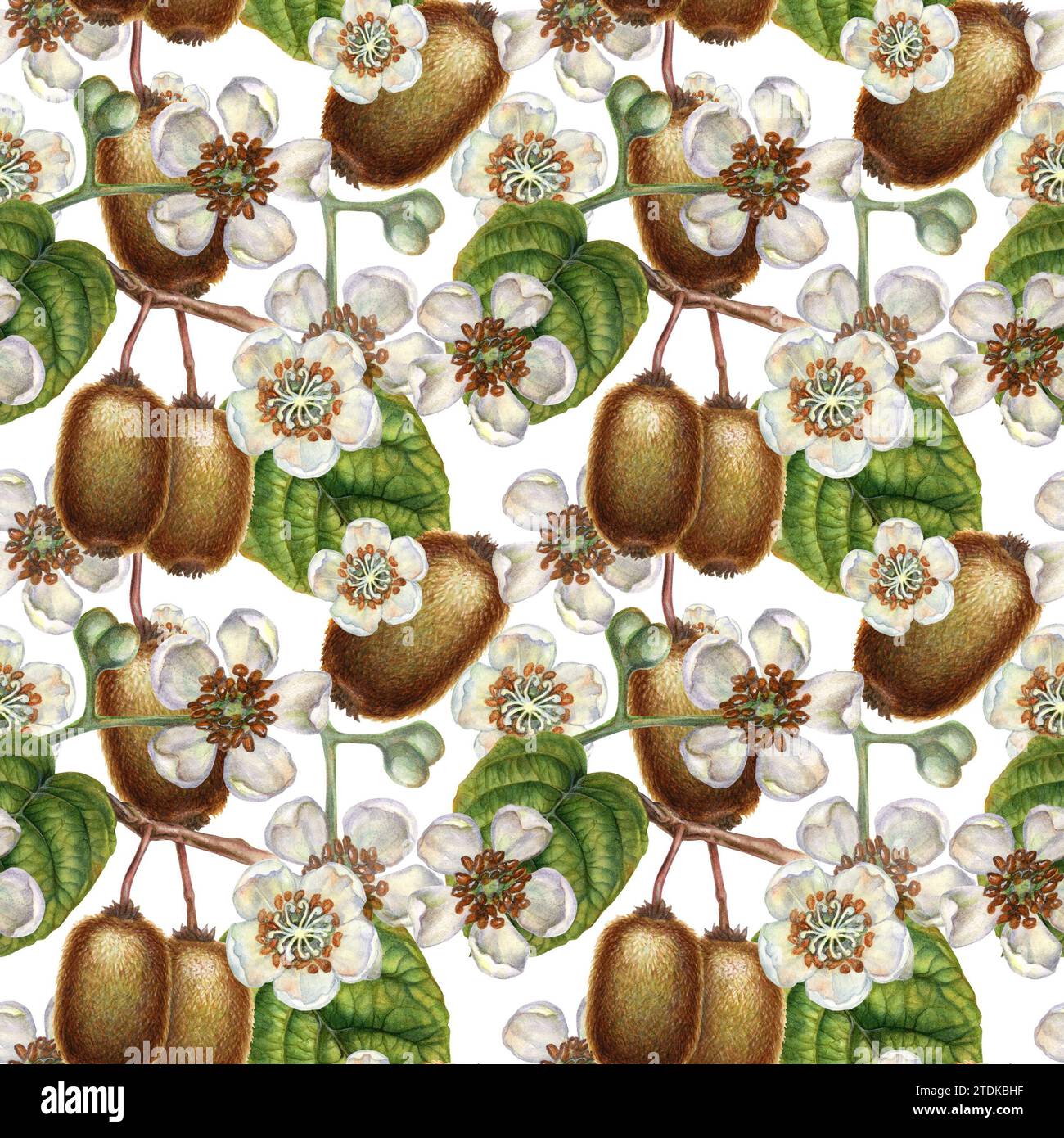 Nahtlose Muster mit leuchtenden Kiwi-Früchten, grünen Blättern und weißen blühenden Blumen für die Gestaltung von Stoffen, Textilien, Verpackungen, Verpackungen Stockfoto