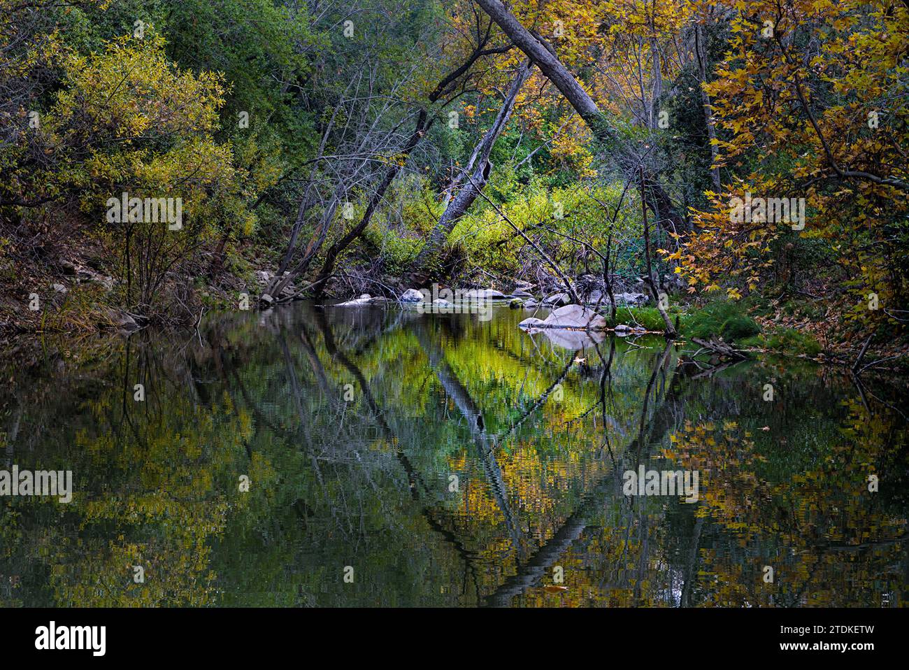 Baumstämme erzeugen eine Rautenform mit der Reflexion im Wasser in Herbstfarben. Stockfoto