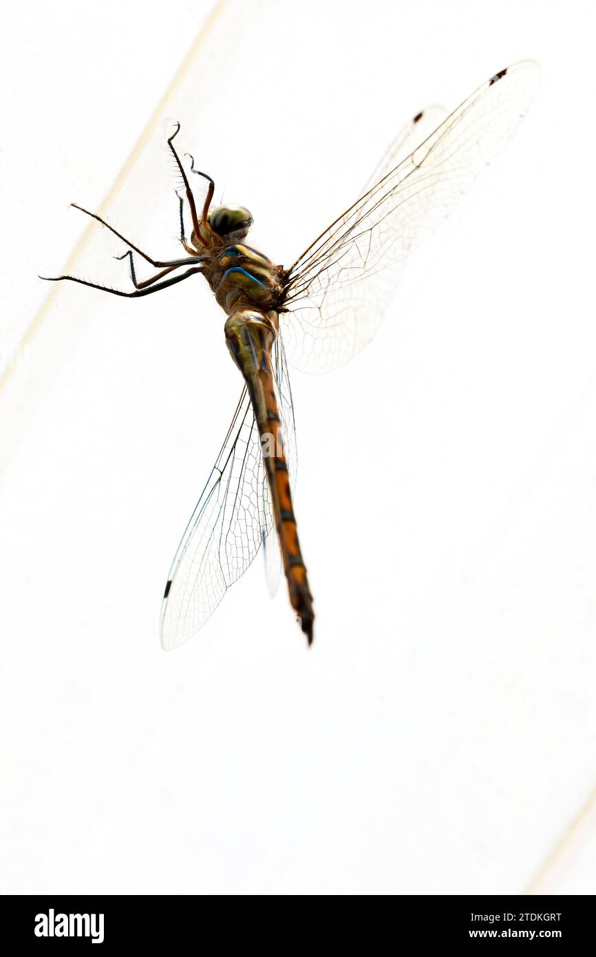 Wunderschöne Natur, Tiere in der Nähe der Küste oder Haustiere zu Hause, Katzen, in lebendigen Farben gefangen, Natur ist Kunst, und diese sind ideal für Kunstdrucke. Stockfoto