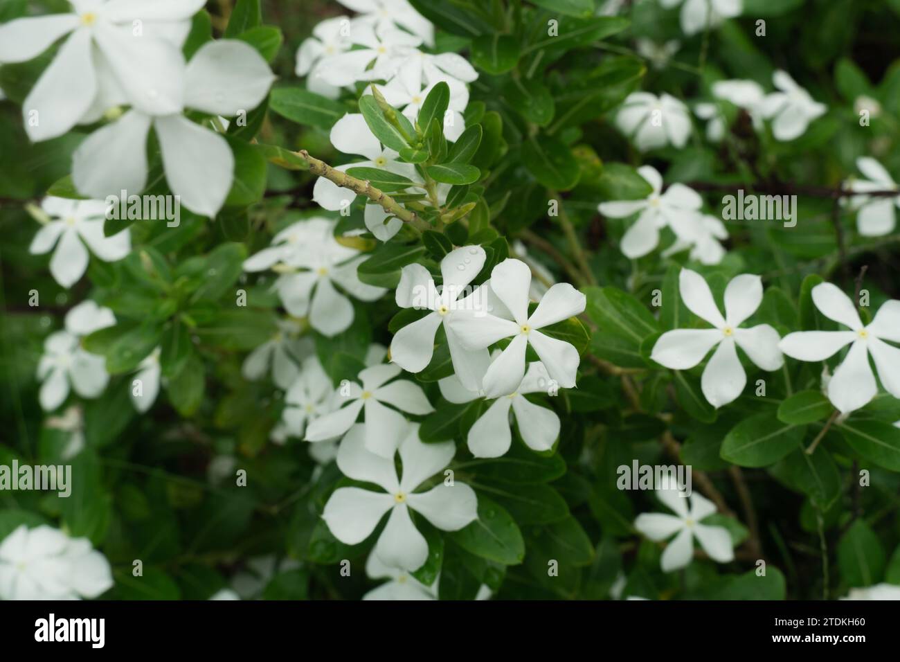 Weiße Periwinkle, weiße Vinca rosea Blumen blühen im Garten des Sommerparks. Weißer Catharanthus roseus, Madagaskar Periwinkle, Vinca, Cayenne jasmin Stockfoto