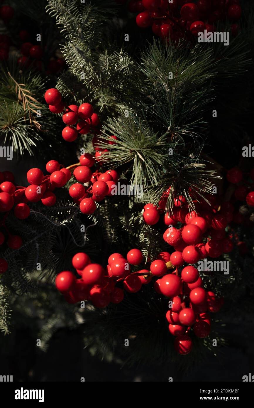 Weihnachtsdekoration mit roten Beerensamen und Kiefernblättern für die Weihnachtsdekoration im Winter. Stockfoto