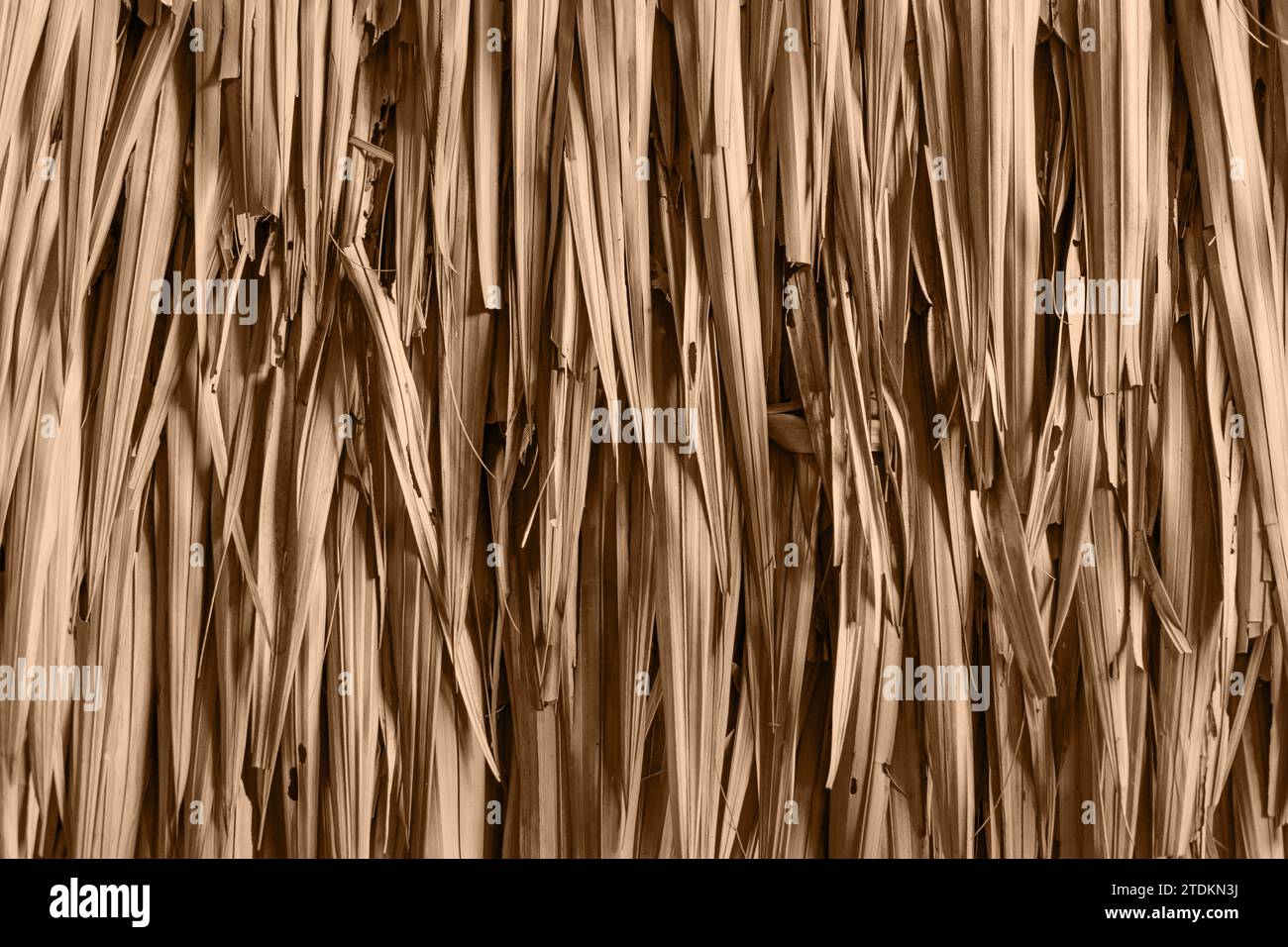 Trockenes Nipa Palmblatt für Natur Hütte Dach Nahaufnahme für Landschaft Natur Wohnen Hintergrund Stockfoto