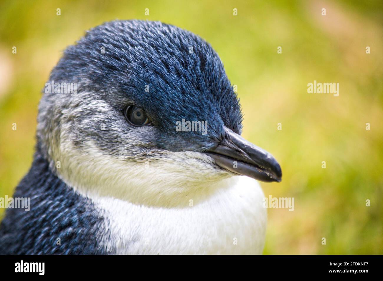 Wilder Feenpinguin in Südaustralien Stockfoto