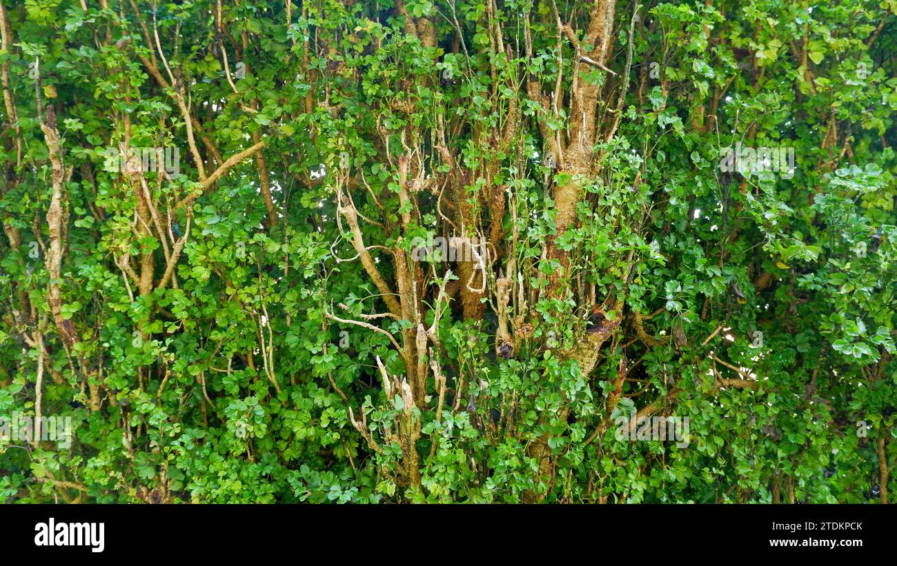 Aralia guilfoylei Fotos und Bildmaterial in hoher Auflösung Alamy