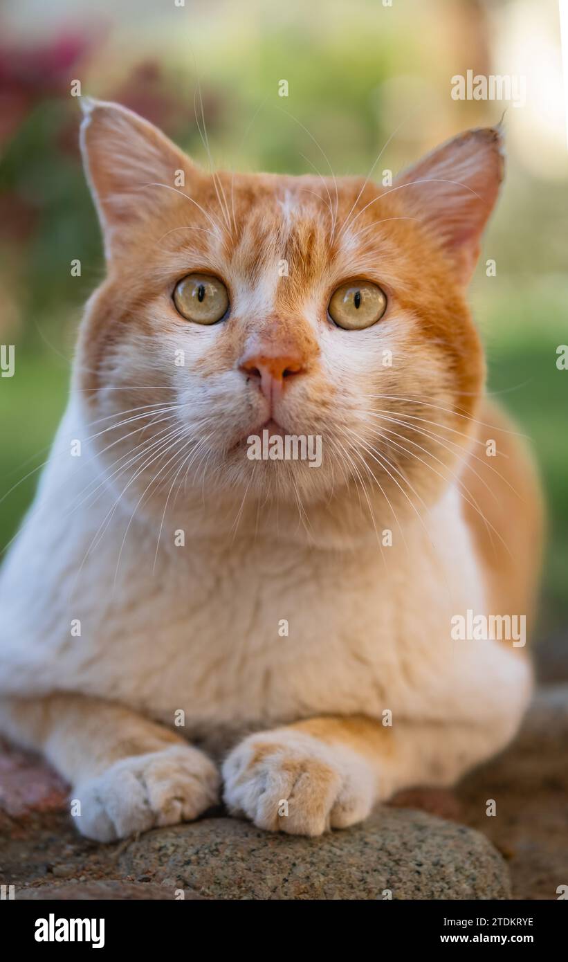 Liegend Tabby Ingwerkatze draußen in einem Garten. Porträt einer Katze, die in die Kamera schaut. Rote Katze auf einer Straße. Niemand, Nahaufnahme Stockfoto