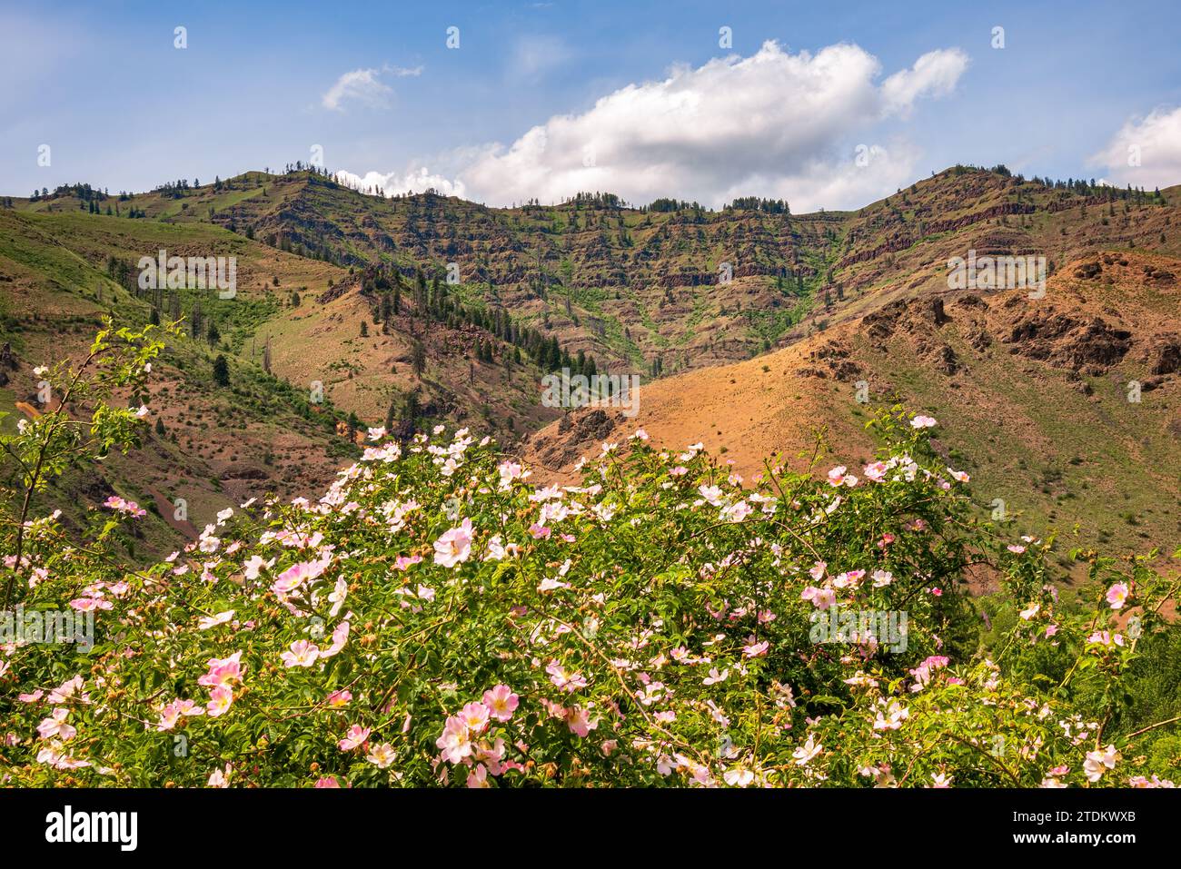 Hells Canyon National Recreation Area in Oregon und Idaho, USA Stockfoto