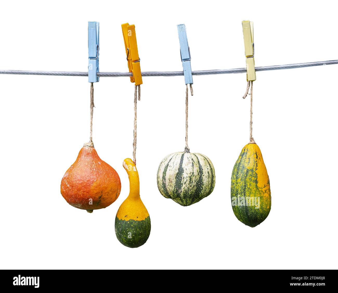 Einige Kürbisse hängen am Draht im Garten mit transparentem Hintergrund Stockfoto