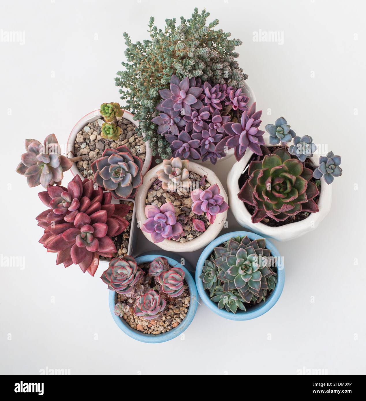 Farbenfrohe Succulent Kollektion. Eheveria und Sedum Zimmerpflanze Blumen von oben auf weißem Hintergrund Stockfoto