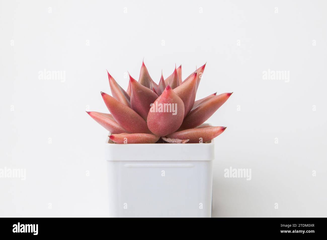 Schöne natürliche Blume Echeveria Shaikh Sukkulente Rosette im Topf auf weißem Hintergrund Stockfoto