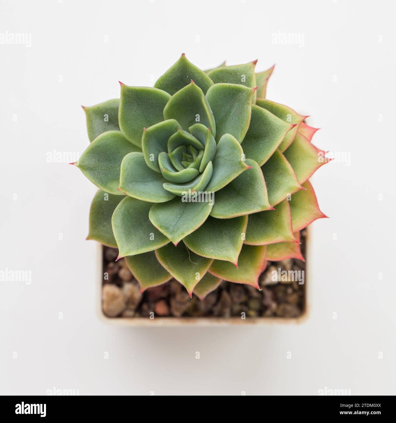 Hellgrüne Echeveria Fun Queen Sukkulent Zimmerpflanze von oben Stockfoto