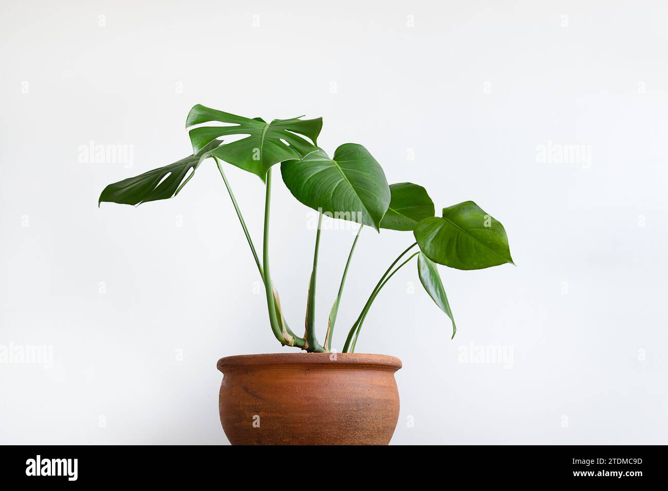 Monstera Pflanze mit Tontopf auf weiem Tisch, Home Gartenarbeit, saisonale  Pflanzentransplantation Konzept Stockfotografie - Alamy