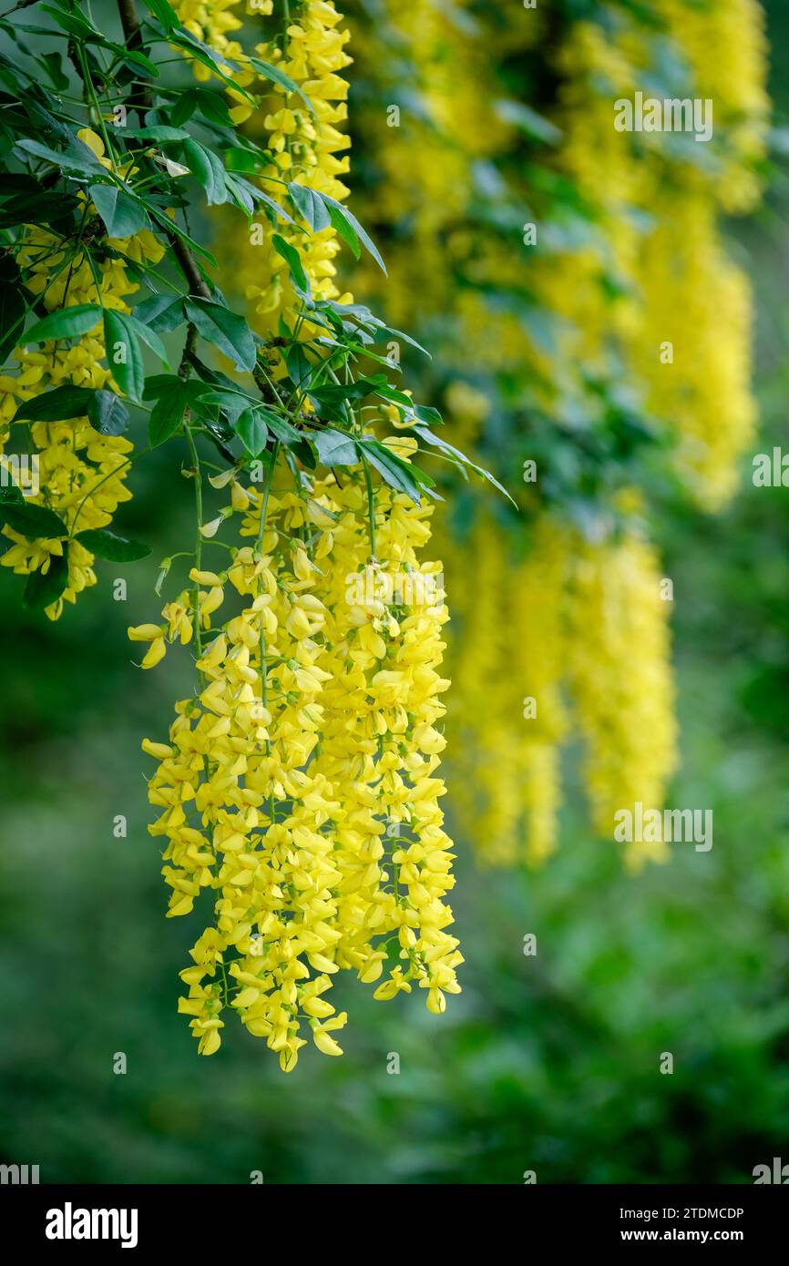 Laburnum anagyroides, gemeinsames Laburnum, kaskadierende Gruppen von gelben, erbsenähnlichen Blüten Stockfoto