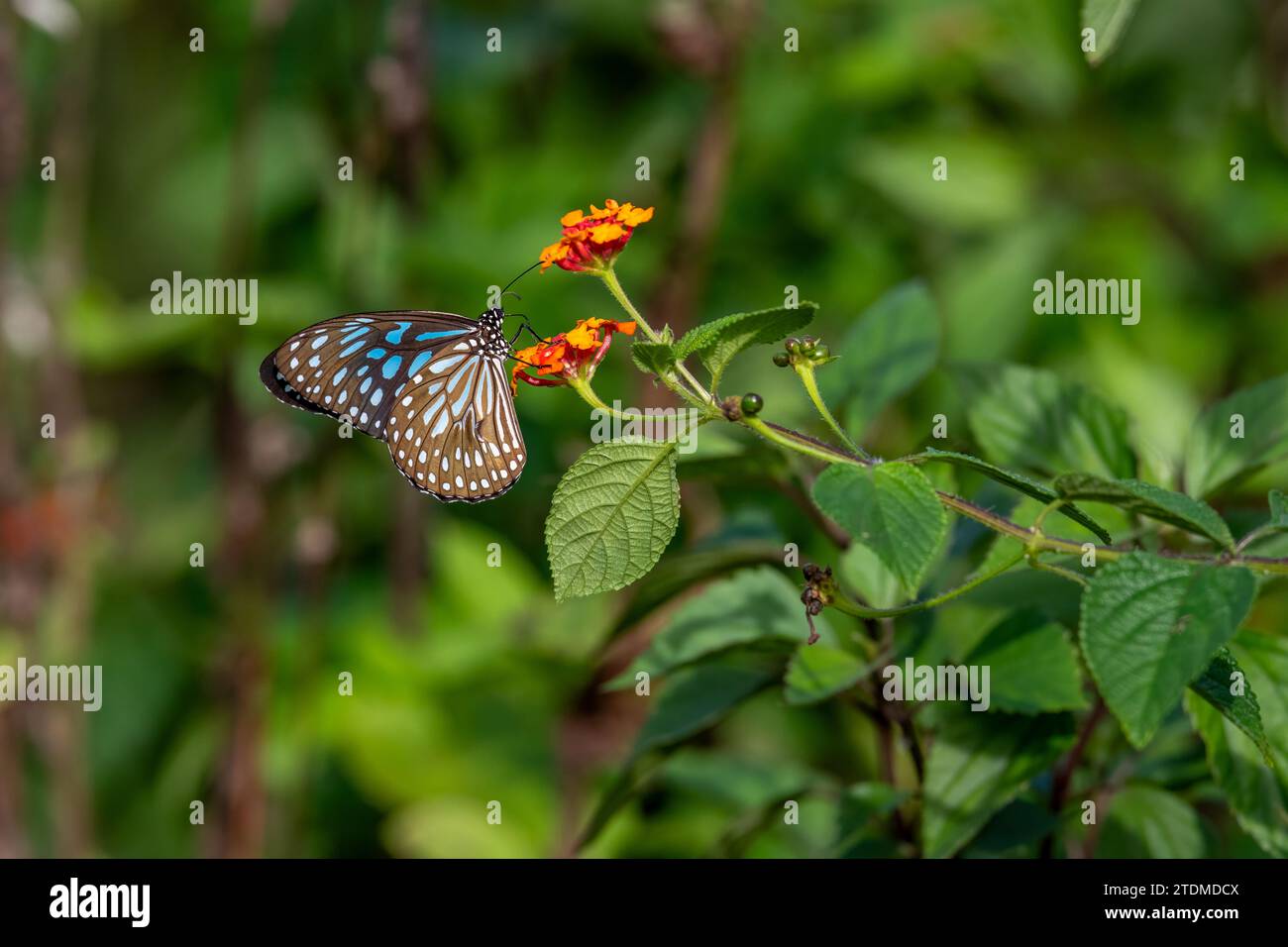 Erleben Sie das Wesen von Keralas atemberaubender Wildnis: Blaue Tiger-Schmetterlinge und Lantana-Blüten in Gavis Eco Paradise. Stockfoto
