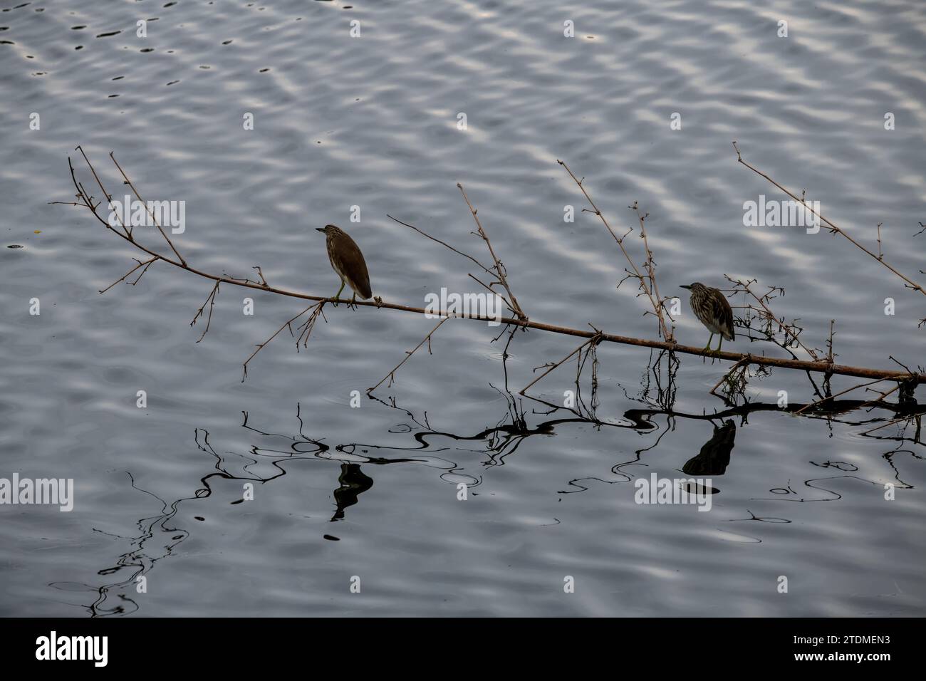 Begeben Sie sich auf eine unvergessliche Reise mit Gavi: Einem unglaublichen indischen Öko-Tourismus-Juwel, wo die Symphonie der Natur auf Ihr Abenteuer wartet. Stockfoto