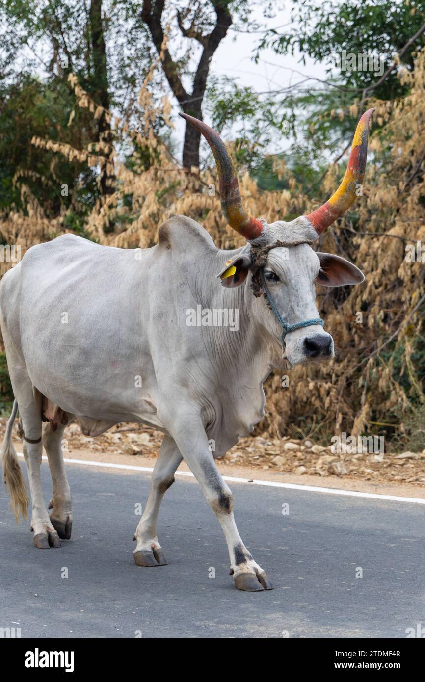 Kuh mit großem Horn am Abend aus flachem Winkel auf der Straße Stockfoto
