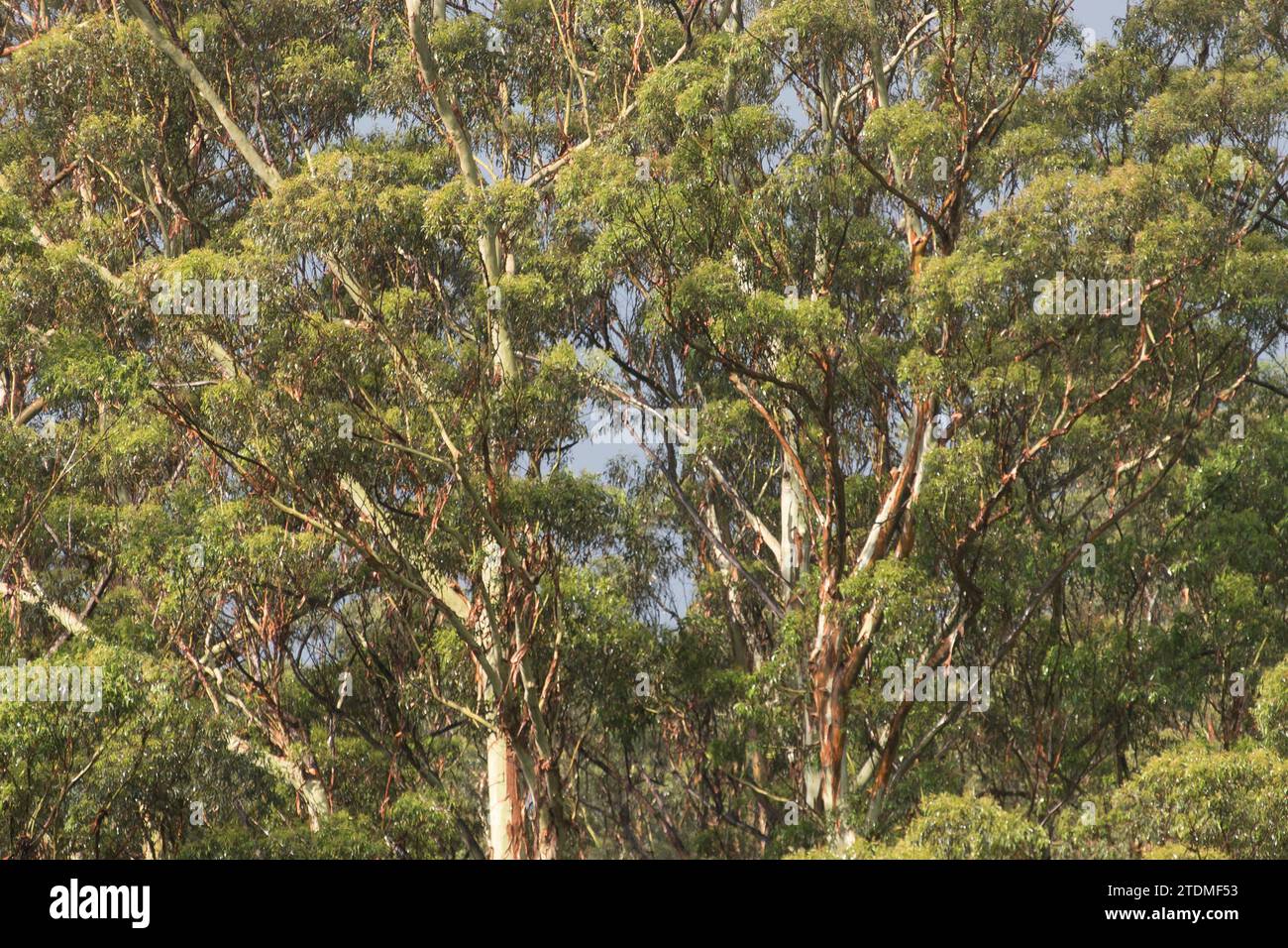 Atmosphärischer Blick auf Gummibäume (Eukalyptus grandis) im subtropischen Regenwald in Queensland, Australien. Gedämpfte Farben Stockfoto