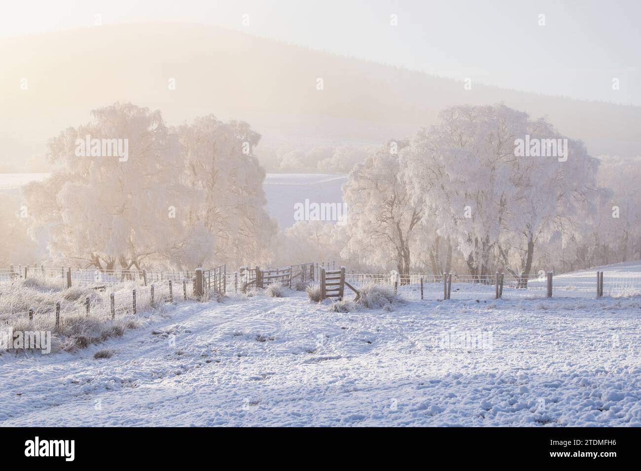 Dezember Schnee, Nebel und Raureif über silbernen Birken in der Muränen-Landschaft. Morayshire, Schottland Stockfoto