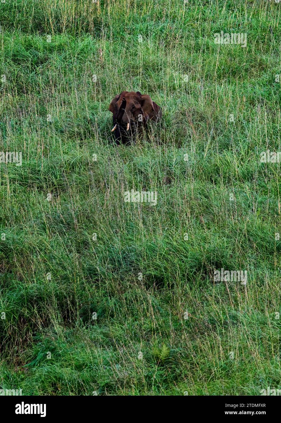 Entdecken Sie die wilden Wunder von Gavi: Wo asiatische Elefanten frei in der unglaublichen grünen Oase Indiens herumstreifen Stockfoto