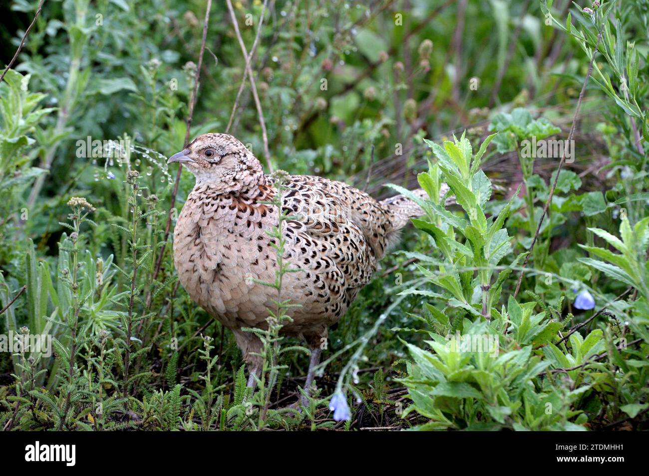 Fasan,Edelfasan,Jagdfasan,Hühnervögel,Phasianus colchicus mongolicus,Feldhühner,Hühner,Hühnerartige,Fasane,Feldhuhn,Hühnervogel,Hühner,Jagdfasan,Feldh Stockfoto