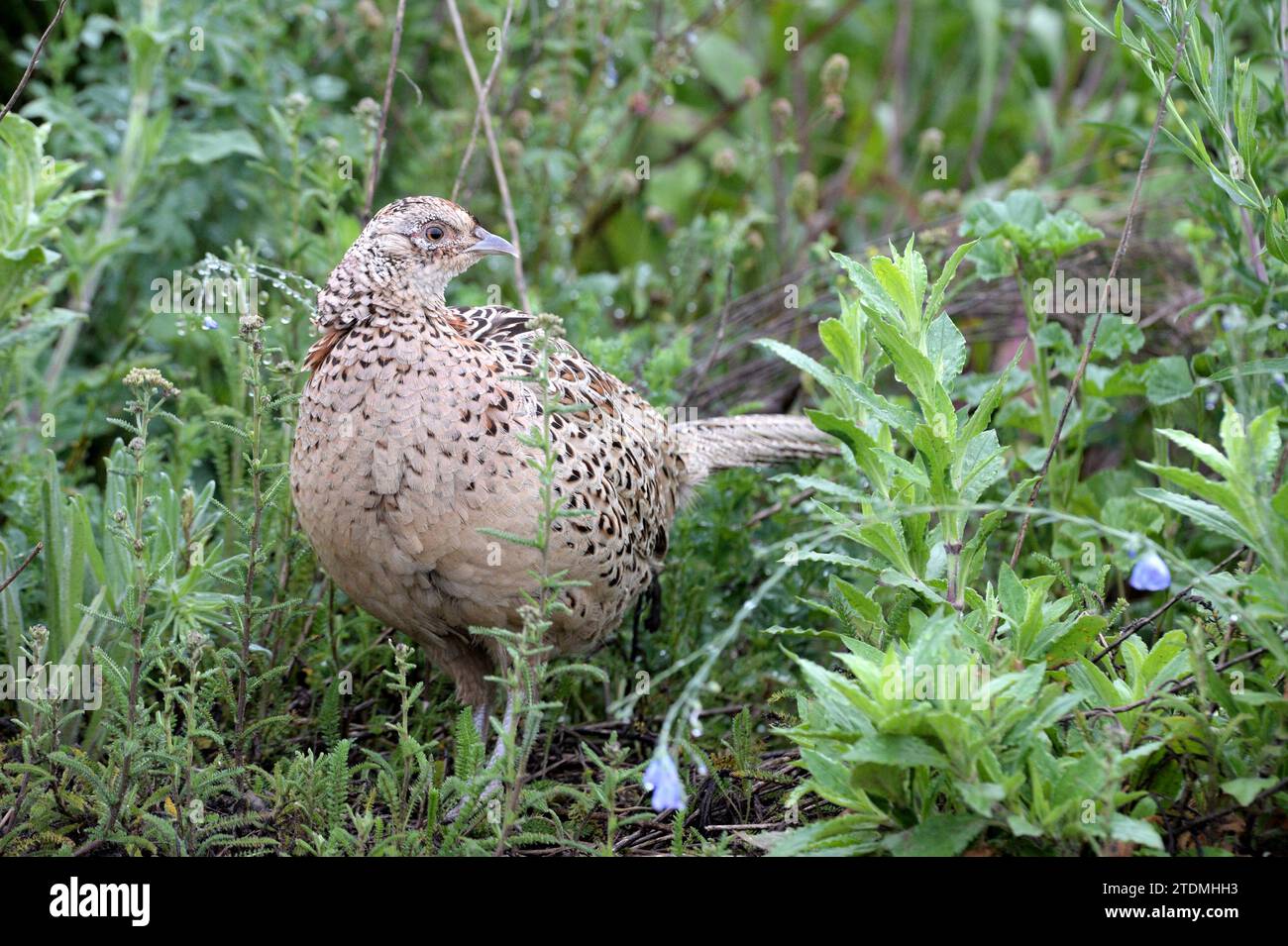 Fasan,Edelfasan,Jagdfasan,Hühnervögel,Phasianus colchicus mongolicus,Feldhühner,Hühner,Hühnerartige,Fasane,Feldhuhn,Hühnervogel,Hühner,Jagdfasan,Feldh Stockfoto