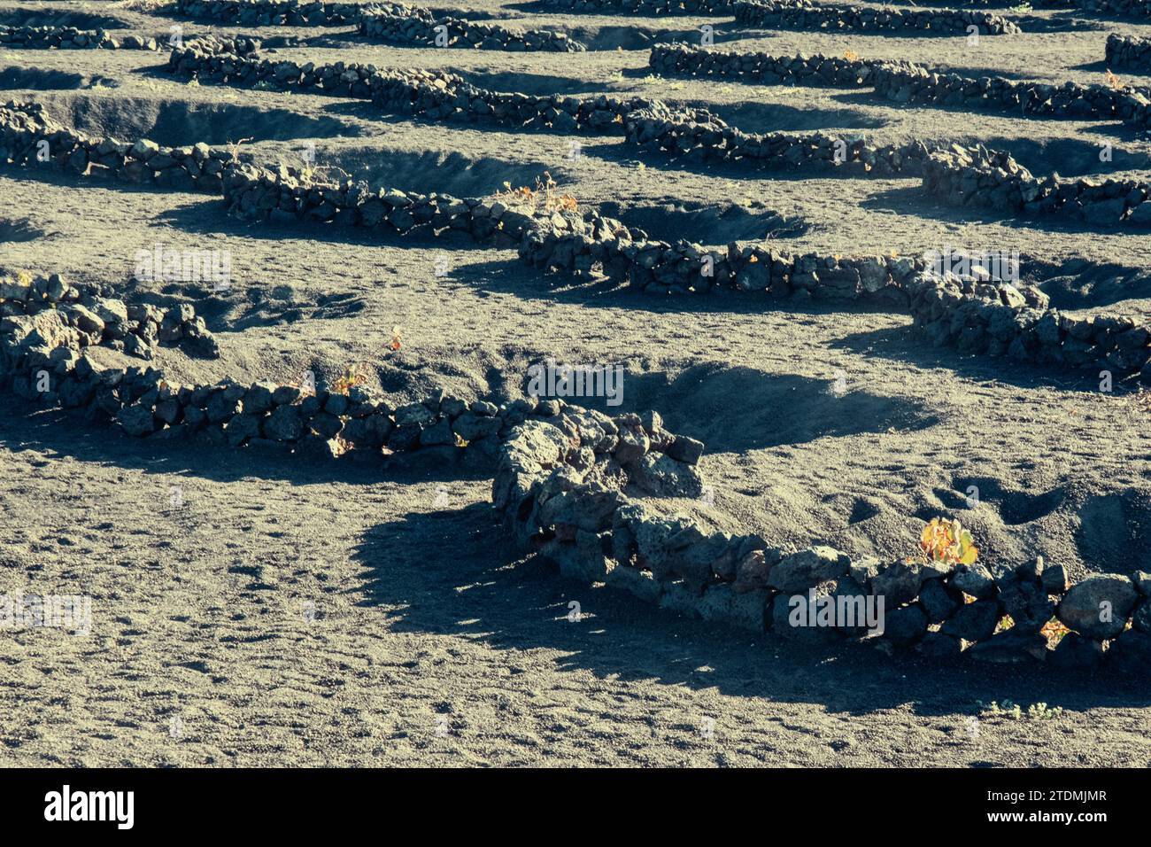 Vulkanischer Weinanbau, Wandmalereien und Hohlräume aus Lavasteinen zum Schutz der Reben, Insel Lanzarote, Kanarische Inseln, Spanien, Europa Stockfoto