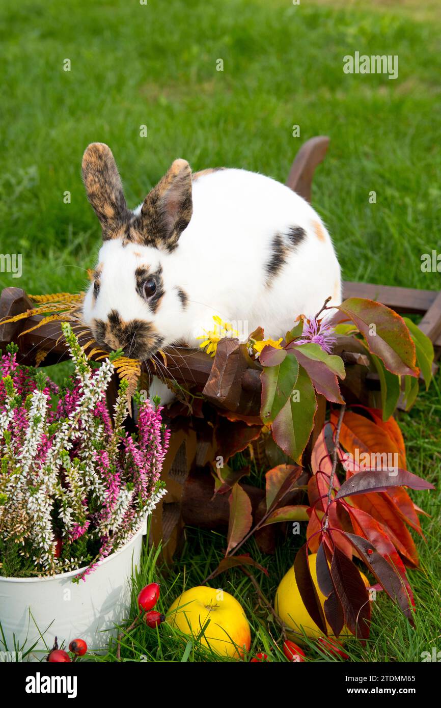 Kaninchen,Zwergschecke dreifarbig,Herbstdekoration,Herbstmotiv,Kalendermotiv,Postkartenmotiv,Tierhaltung,herbstlich,Herbstfarben,Stallkaninchen,Kaninc Stockfoto