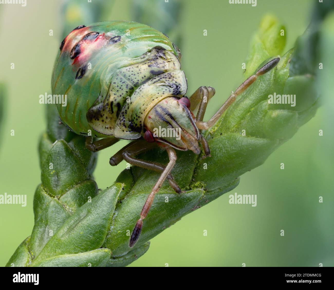 Wacholderschildbug-Nymphe (Cyphostethus tristriatus) auf Lawsons-Zypresse. Tipperary, Irland Stockfoto