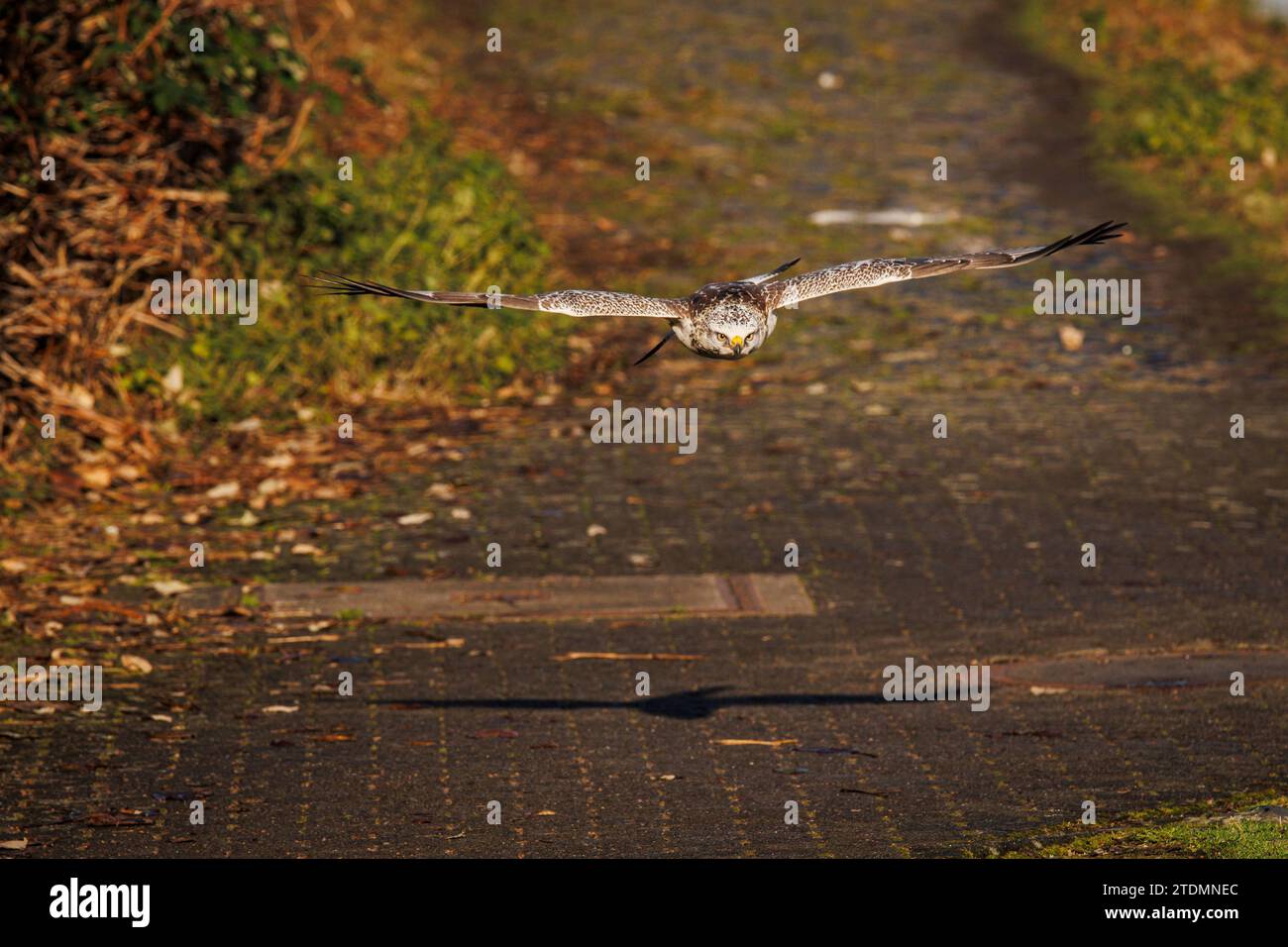 Ein junger Bussard im Flug im Hafen von Deutz, Köln, Deutschland. ein junger Maeusebussard im Flug im Deutzer Hafen, Köln, Deutschland. Stockfoto