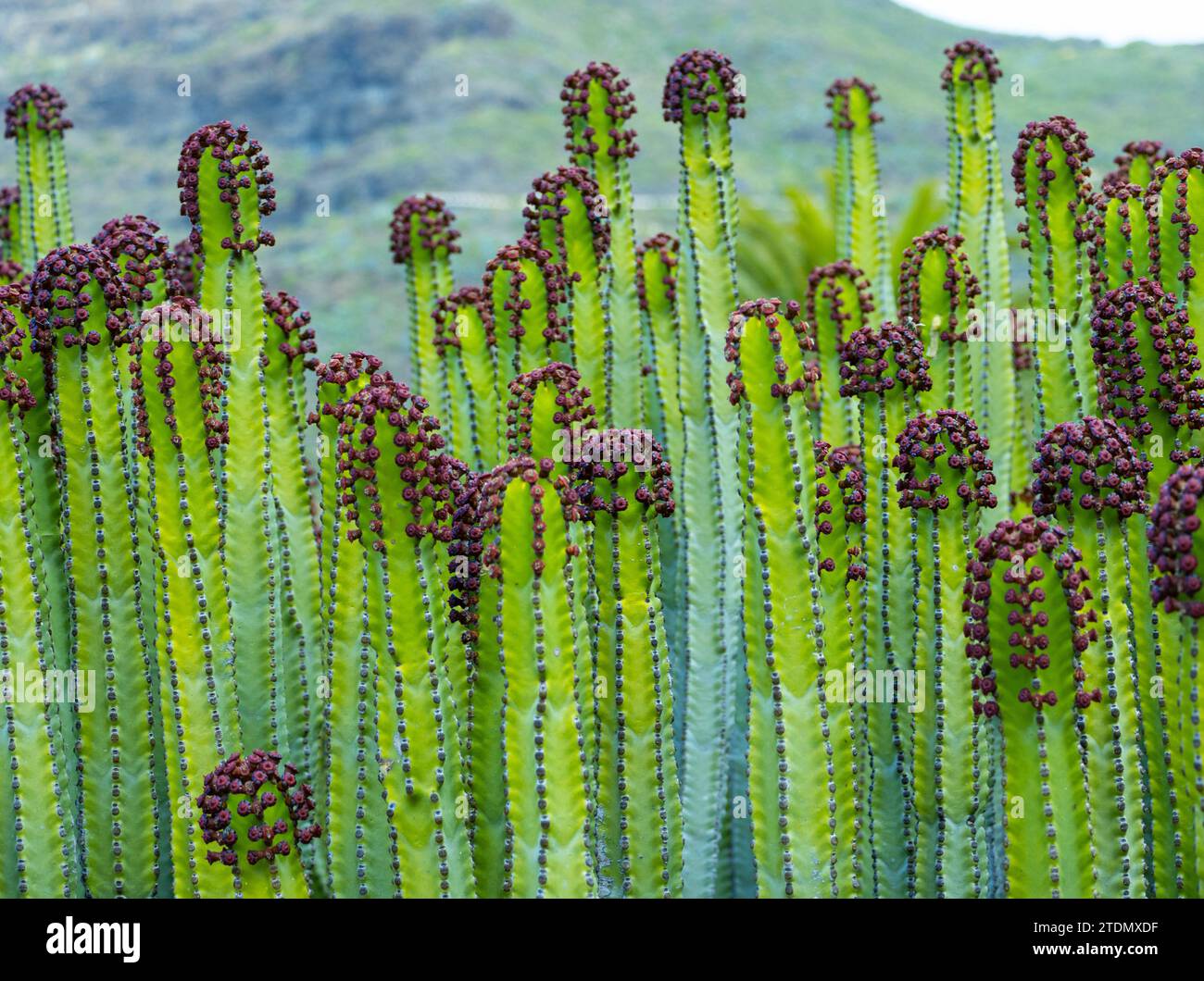 Canary Island Cardon (Euphorbia canariensis). Der cardon ist ein auf den Kanarischen Inseln endemischer Sträucher und sehr verbreitet im gesamten Archipel. Stockfoto