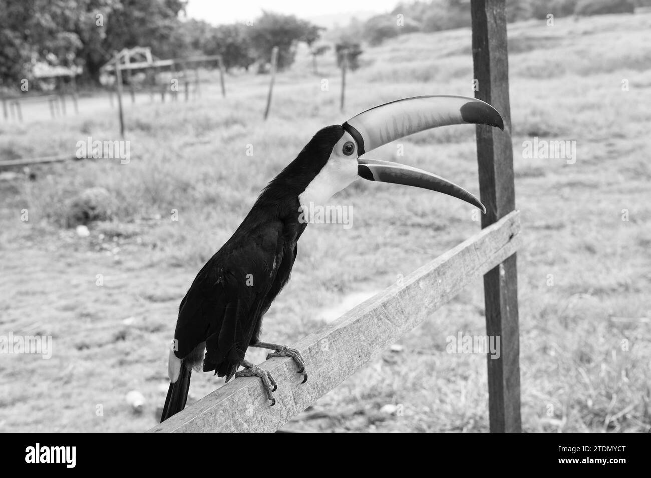 toucan mit Schnabel in der Tierwelt. toucan-Vogel mit Orangenschnabel. Foto von Tukan Stockfoto