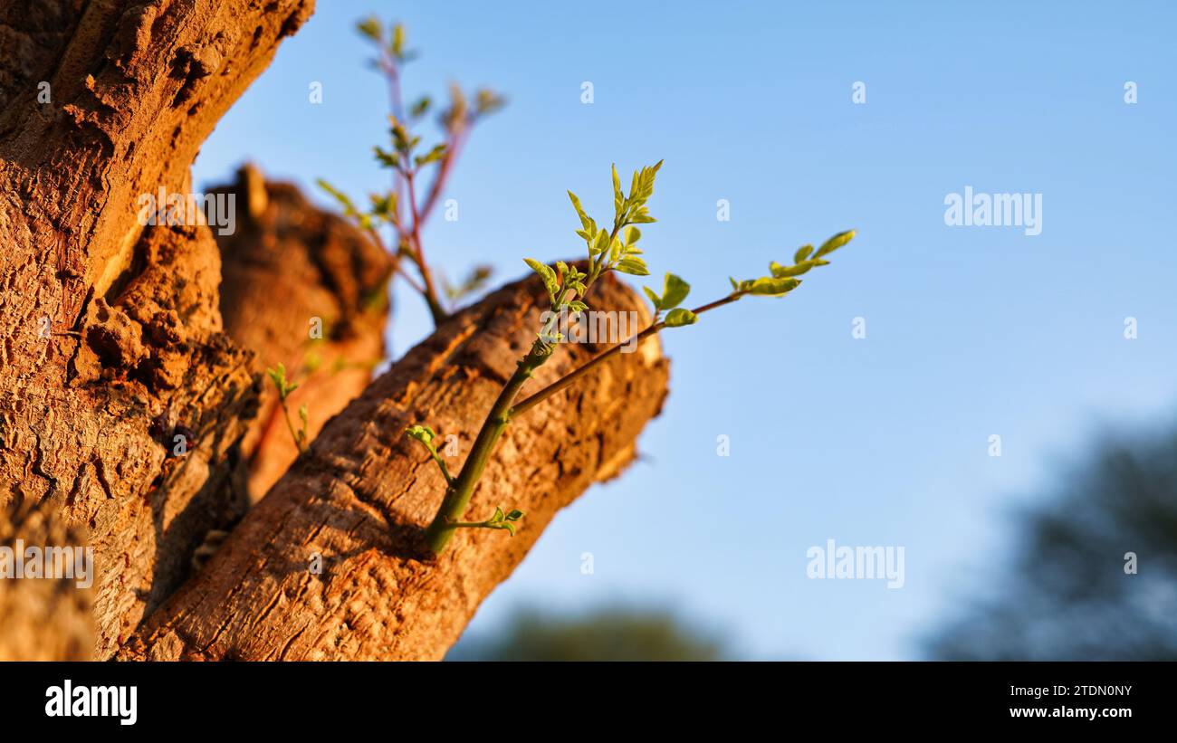 Neues Lebenskonzept mit sprießenden Keimlingen-Trommelstäbchen-Baumstamm. Startsymbol. Beschneidungspfad. Stockfoto