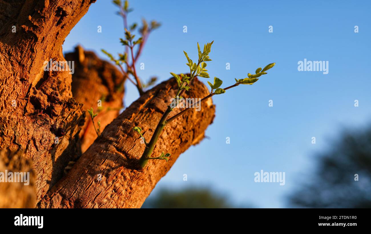 Junge Baumsetze, die aus einem alten Moringa-Baum auftauchen. Ökologisches und nachhaltiges Wiederaufbaukonzept Stockfoto